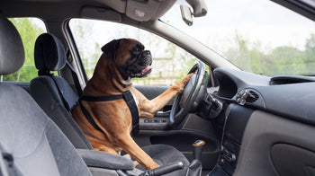 2026 Off-Road Safety Tips for Lifted Vehicles